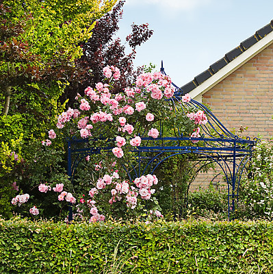 포토 JPG 해외이미지 식물 외관 꽃 분홍색 건축양식 자연 사람없음 야외 장식 초록색 여름 파란색 장미 정원 개화 철 아치 원예 조경 뒤뜰 해외202004 해외포토 계절 건축 컬러 취미 생태계 파일형식 이미지허브