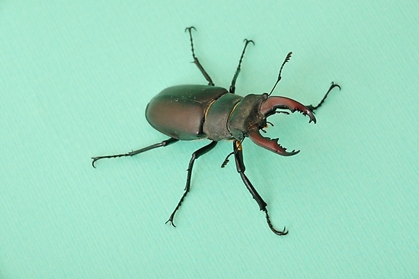 포토 JPG 해외이미지 나무 사슴 사람없음 연 해외202004 해외포토 식물 포유류 놀이용품 파일형식 이미지허브