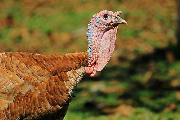 포토 JPG 해외이미지 동물 여자 남자 야생동물 음식 백그라운드 일러스트 자연 조류 휴가 멕시코 미술 사람없음 빨간색 컬러풀 머리 봄 게임 흰색 닫기 미술관 작음 큼 가슴 깃털 슛 추수감사절 동쪽 칠면조 고립 무료 파스텔톤 디테일 해외202004 해외포토 계절 기독교 컬러 북아메리카 모션 놀이 문화예술 사람 신체부위 크기 방향 생태계 파일형식 이미지허브