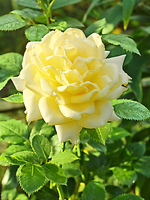 포토 JPG 해외이미지 식물 계절 공원 꽃잎 꽃 줄기 백그라운드 잎 자연 사람없음 야외 장식 초록색 장미 노란색 정원 활발 성장 벚꽃 시골 침대 오브젝트 싱글 화단 장면 해외202004 해외포토 공공시설 컬러 가구 컨셉 생태계 파일형식 이미지허브