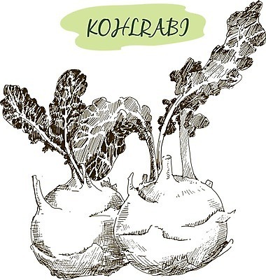 EPS 해외이미지 식물 전통 음식 백그라운드 농업 일러스트 재료 잉크 건강 요리 초록색 농장 정원 수확 골동품 성장 신선 재산 낙서 숲 스케치 그림 생태계 원예 양배추 상업 판화 성분 식용 케일 콜라비 그리너리 세련 해외202004 해외일러스트 산업 컬러 채소 미술 취미 금융 파일형식 벡터 트랜드컬러 이미지허브