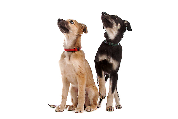 포토 JPG 해외이미지 동물 새끼 포유류 실내 사람없음 반려동물 개 강아지 흰배경 송곳니 유래 순종 해외202004 해외포토 백그라운드 내부 흰색 치아 왕 파일형식 이미지허브