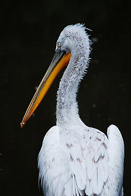 포토 JPG 해외이미지 동물 야생동물 날개 자연 조류 낚시 동물원 사람없음 물 강 닫기 펠리컨 깃털 낚시꾼 펜촉 깃털펜 해외202004 해외포토 자연요소 모션 레저 펜 생태계 파일형식 이미지허브