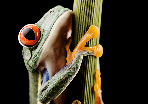 포토 JPG 해외이미지 한마리 야생동물 검은배경 실내 매달리기 양서류 근접촬영 사람없음 청개구리 잎줄기 해외202004 해외포토 동물 1 뷰포인트 줄기 백그라운드 모션 개구리 내부 검은색 파일형식 이미지허브