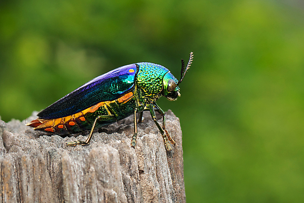 포토 JPG 해외이미지 동물 1 야생동물 곤충 백그라운드 오렌지 자연 사람없음 야외 장식 초록색 빛 컬러풀 노란색 금속 정원 흰색 닫기 벌레 숲 보석 지루함 딱정벌레 생물학 고립 동물상 해외202004 해외포토 교육 감정 컬러 과일 모션 재질 조형물 광석 생태계 파일형식 이미지허브