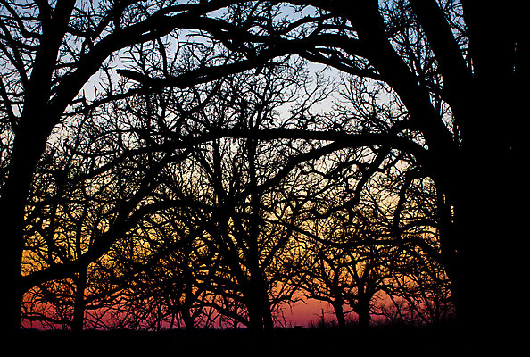 포토 JPG 해외이미지 나무 실루엣 오렌지 자연 하늘 풍경 사람없음 야외 빛 컬러풀 햇빛 태양 일몰 활발 황금 11월 설정 해외202004 해외포토 자연요소 식물 컬러 컨셉 과일 촬영기법 노을 날짜 생태계 파일형식 이미지허브