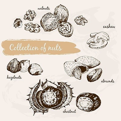 EPS 해외이미지 음식 과일 일러스트 요리 그래픽 세트 견과류 껍질 가시 맛 낙서 스케치 수집 피부 그림 호두 아몬드 찌르기 다리찢기 수목 헤이즐넛 해외202004 해외일러스트 컨셉 모션 미술 신체부위 파일형식 벡터 이미지허브