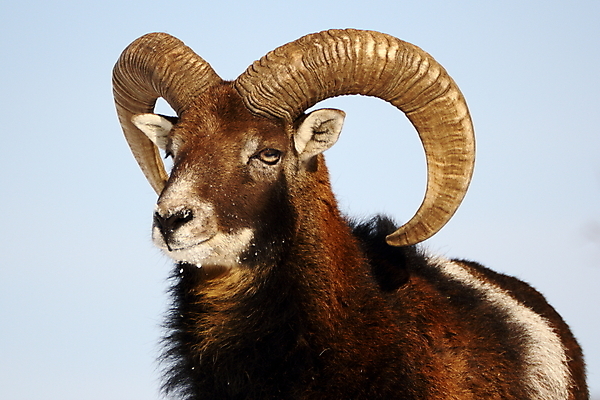 포토 JPG 해외이미지 동물 남자 야생동물 곡선 포유류 자연 염소 털 뿔 사람없음 야외 컬러풀 갈색 머리 양 사냥 사냥꾼 양자리 염소자리 내추럴 고립 램 웅장함 초식 해외202004 해외포토 직업 선 컬러 사람 신체부위 별자리 생태계 파일형식 이미지허브