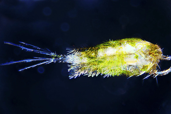 포토 JPG 해외이미지 동물 과학 곤충 안테나 사람없음 물 머리 입 작음 피부 묘사 눈금 생물학 미생물 촉수 원시시대 동물상 미니 디테일 해외202004 해외포토 자연요소 교육 통신 생물 신체부위 조형물 역사 크기 파일형식 이미지허브