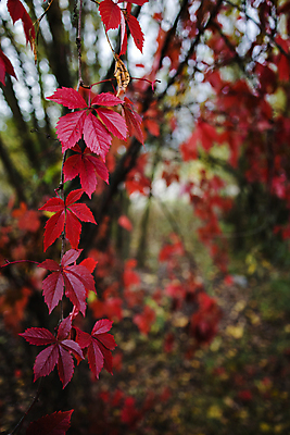 포토 JPG 해외이미지 계절 단풍 잎 포도 따뜻함 사람없음 장식 와인 할로윈 성장 가을 덩굴 12월 포도밭 포도나무 아이비 아르헨티나 10월 양조장 해외202004 해외포토 식물 밭 과일 주류 날짜 남아메리카 과일나무 파일형식 이미지허브