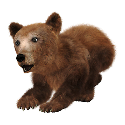 포토 JPG 해외이미지 동물 응시 야생동물 백그라운드 곰 포유류 자연 놀이 사람없음 갈색 흰색 호기심 해외202004 해외포토 시선 감정 컬러 컨셉 생태계 파일형식 이미지허브