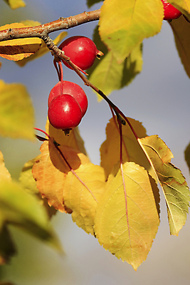 포토 JPG 해외이미지 열매 과일 사람없음 빨간색 노란색 미국 가을 체리 닫기 북쪽 서쪽 콜로라도 해외202004 해외포토 식물 계절 컬러 북아메리카 모션 방향 파일형식 이미지허브
