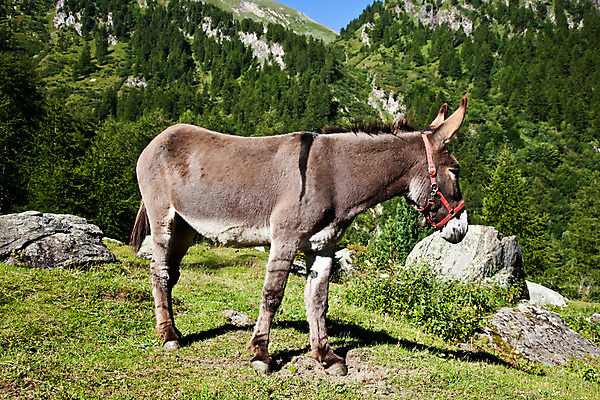 포토 JPG 해외이미지 동물 응시 얼굴 밭 포유류 자연 휴가 털 웃음 풍경 사람없음 야외 초록색 여름 반려동물 농장 갈색 머리 맑음 가축 회색 시골 큼 입술 귀 당나귀 해외202004 해외포토 시선 계절 컬러 농업 날씨 표정 신체부위 말_동물 크기 생태계 파일형식 이미지허브