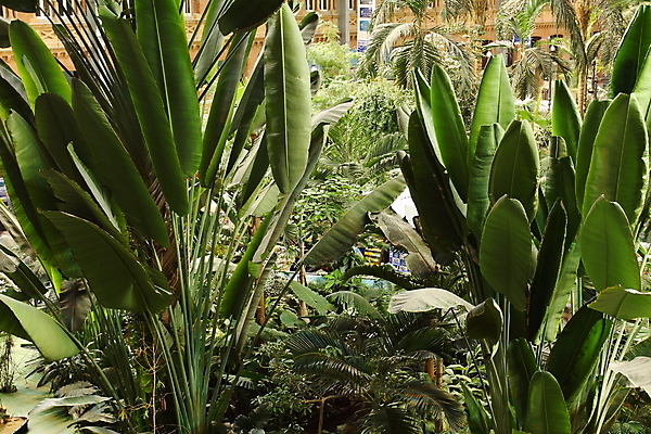 포토 JPG 해외이미지 나무 식물 여행 건축양식 주택 실내 사람없음 내부 건물 초록색 방 기차 도시 스페인 역 마드리드 그리너리 해외202004 해외포토 건축물 건축 유럽 육상교통 컬러 교통시설 대중교통 파일형식 트랜드컬러 이미지허브