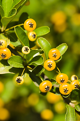 포토 JPG 해외이미지 식물 계절 열매 음식 백그라운드 자연 사람없음 빨간색 노란색 정원 신선 묘사 해외202004 해외포토 컬러 생태계 파일형식 이미지허브