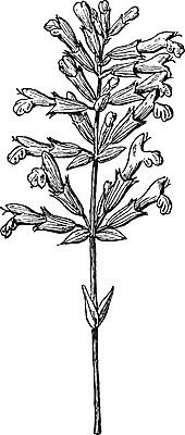 EPS 해외이미지 선 잎 일러스트 미술 초록색 정원 검은색 회색 수확 흰색 냄비 큼 관목 그림 부드러움 판화 세이지 해외202004 해외일러스트 나무 식물 컬러 농업 문화예술 감각 솥 크기 파일형식 벡터 이미지허브