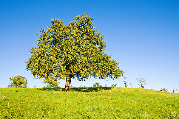 포토 JPG 해외이미지 나무 식물 1 계절 잎 밭 농업 자연 하늘 풍경 잔디 사람없음 야외 목재 초록색 여름 파란색 햇빛 태양 평화 우주 환경 맑음 봄 성장 시골 땅 언덕 장면 내추럴 생태학 옛날 혼자 수평선 해외202004 해외포토 자연요소 교육 산업 컬러 컨셉 재료 날씨 생태계 파일형식 이미지허브