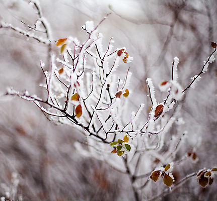 포토 JPG 해외이미지 나무 식물 공원 백그라운드 낙엽 잎 겨울 자연 사람없음 갈색 정원 냉동 얼음 추위 백발 가을 흰색 나뭇가지 숲 발사 크리스탈 허브 관목 날씬함 질감 서리 내추럴 얇은 해외202004 해외포토 자연요소 헤어스타일 계절 공공시설 컬러 광석 몸매 생태계 파일형식 이미지허브