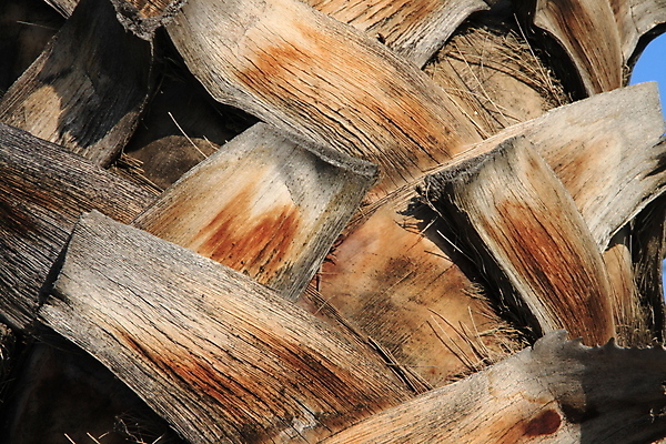 포토 JPG 해외이미지 나무 식물 줄기 백그라운드 잎 열대 손바닥 사람없음 초록색 태양 시트 해외202004 해외포토 자연요소 손 컬러 파일형식 이미지허브