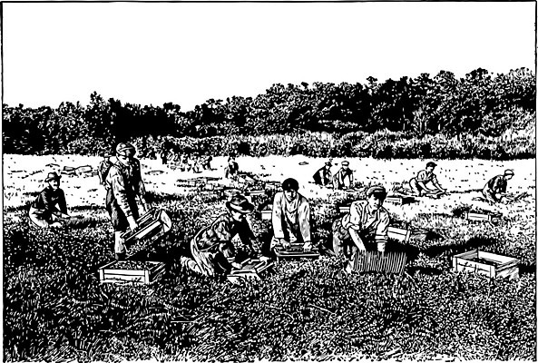 EPS 해외이미지 선 과일 일러스트 미술 검은색 흰색 수집 그림 판화 변소 크랜베리 해외202004 해외일러스트 열매 컬러 문화예술 파일형식 벡터 이미지허브