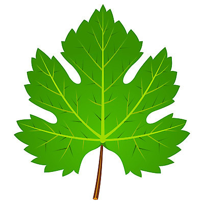 EPS 해외이미지 모양 식물 디자인 계절 줄기 백그라운드 잎 꽃무늬 농업 일러스트 자연 건강 장식 초록색 여름 농장 환경 와인 정원 주스 성장 가을 흰색 신선 묘사 오브젝트 싱글 질감 포도밭 포도나무 정맥 내추럴 고립 떠남 밭일 양조장 엘리먼트 해외202004 해외일러스트 꽃 산업 음료 컬러 무늬 밭 모션 주류 과일나무 생태계 혈관 파일형식 벡터 이미지허브