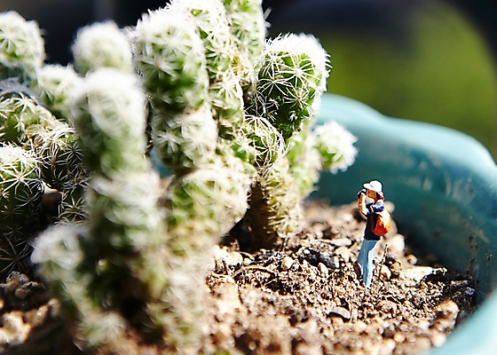 포토 JPG 주간 식물 화분 인형 선인장 사람없음 야외 아웃포커스 장난감 모형 카메라 사진촬영 미니어처 피규어 오브젝트 국내포토 자연요소 촬영기법 전자제품 촬영 파일형식