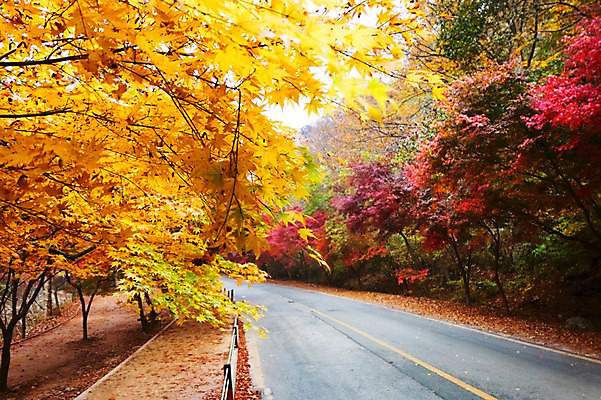 포토 JPG 주간 나무 식물 계절 도로 길 컬러 백그라운드 단풍 잎 자연 단풍나무 나뭇잎 풍경 사람없음 야외 빨간색 울타리 노란색 가을풍경 가을 전라북도 전라도 내장산 차선_도로 국내포토 자연요소 교통시설 산 한국 담장 생태계 파일형식 가을_계절