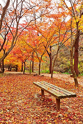포토 JPG 주간 나무 식물 계절 컬러 백그라운드 단풍 낙엽 잎 벤치 의자 자연 단풍나무 나뭇잎 풍경 사람없음 야외 빨간색 가을풍경 가을 전라북도 전라도 내장산 국내포토 자연요소 가구 산 한국 생태계 파일형식 가을_계절