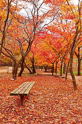 포토 JPG 주간 나무 식물 계절 컬러 백그라운드 단풍 낙엽 잎 벤치 의자 자연 단풍나무 나뭇잎 풍경 사람없음 야외 빨간색 가을풍경 가을 전라북도 전라도 내장산 국내포토 자연요소 가구 산 한국 생태계 파일형식 가을_계절
