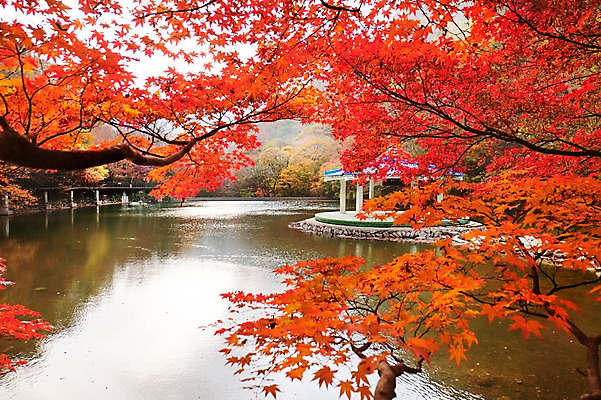 포토 JPG 주간 나무 식물 건축물 계절 호수 컬러 백그라운드 단풍 잎 자연 단풍나무 나뭇잎 풍경 사람없음 야외 빨간색 가을풍경 가을 전라북도 전라도 정자 내장산 국내포토 자연요소 건축 산 한국 생태계 파일형식 가을_계절