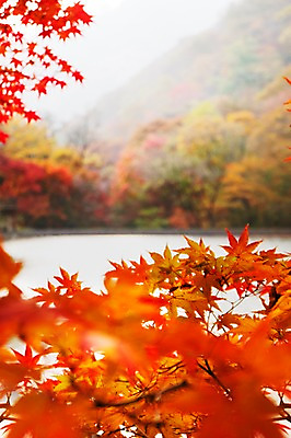 포토 JPG 주간 나무 식물 계절 호수 컬러 백그라운드 단풍 잎 자연 단풍나무 나뭇잎 풍경 사람없음 야외 아웃포커스 빨간색 가을풍경 가을 연못 전라북도 전라도 내장산 국내포토 자연요소 산 한국 촬영기법 생태계 파일형식 가을_계절