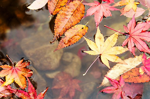 포토 JPG 주간 나무 식물 계절 컬러 백그라운드 단풍 낙엽 잎 자연 단풍나무 나뭇잎 풍경 사람없음 야외 아웃포커스 물 가을풍경 가을 돌_바위 조약돌 전라북도 전라도 내장산 국내포토 자연요소 산 한국 촬영기법 생태계 파일형식 가을_계절