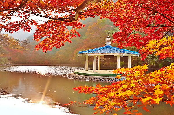 포토 JPG 주간 나무 식물 건축물 계절 호수 컬러 백그라운드 단풍 잎 자연 단풍나무 나뭇잎 풍경 사람없음 야외 빨간색 가을풍경 가을 전라북도 전라도 정자 내장산 국내포토 자연요소 건축 산 한국 생태계 파일형식 가을_계절