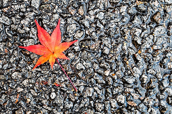 포토 JPG 주간 나무 식물 계절 컬러 배경화면 백그라운드 단풍 잎 자연 단풍나무 나뭇잎 바닥 풍경 사람없음 야외 빨간색 가을풍경 가을 돌_바위 전라북도 전라도 내장산 국내포토 자연요소 산 한국 생태계 파일형식 가을_계절