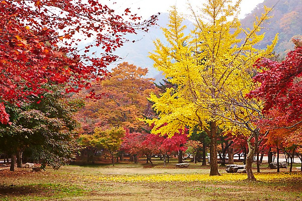 포토 JPG 주간 나무 식물 계절 컬러 백그라운드 단풍 잎 자연 단풍나무 나뭇잎 풍경 사람없음 야외 빨간색 노란색 가을풍경 가을 숲 전라북도 전라도 내장산 국내포토 자연요소 산 한국 생태계 파일형식 가을_계절