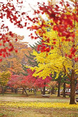 포토 JPG 주간 나무 식물 계절 컬러 백그라운드 단풍 잎 자연 단풍나무 나뭇잎 풍경 사람없음 야외 아웃포커스 빨간색 노란색 가을풍경 가을 숲 전라북도 전라도 내장산 국내포토 자연요소 산 한국 촬영기법 생태계 파일형식 가을_계절