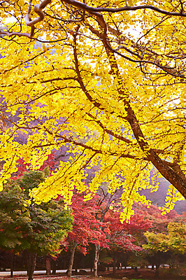 포토 JPG 주간 나무 식물 계절 컬러 백그라운드 단풍 잎 자연 단풍나무 나뭇잎 풍경 사람없음 야외 빨간색 노란색 가을풍경 가을 숲 전라북도 전라도 은행나무 내장산 국내포토 자연요소 산 한국 생태계 파일형식 가을_계절