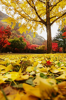 포토 JPG 주간 나무 식물 계절 컬러 백그라운드 단풍 낙엽 잎 자연 단풍나무 나뭇잎 풍경 사람없음 야외 아웃포커스 빨간색 노란색 가을풍경 가을 숲 전라북도 전라도 은행나무 내장산 국내포토 자연요소 산 한국 촬영기법 생태계 파일형식 가을_계절