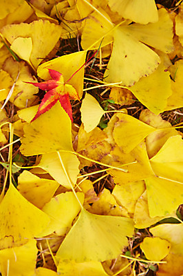 포토 JPG 주간 나무 식물 계절 컬러 백그라운드 단풍 낙엽 잎 자연 나뭇잎 풍경 근접촬영 사람없음 야외 아웃포커스 노란색 가을풍경 가을 전라북도 전라도 은행잎 내장산 국내포토 자연요소 뷰포인트 산 한국 촬영기법 생태계 파일형식 가을_계절