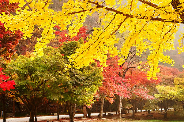 포토 JPG 주간 나무 식물 계절 컬러 백그라운드 단풍 잎 자연 단풍나무 나뭇잎 풍경 사람없음 야외 빨간색 노란색 가을풍경 가을 숲 전라북도 전라도 은행나무 내장산 국내포토 자연요소 산 한국 생태계 파일형식 가을_계절