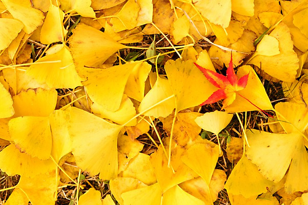 포토 JPG 주간 나무 식물 계절 컬러 백그라운드 단풍 잎 자연 나뭇잎 풍경 근접촬영 사람없음 야외 노란색 가을풍경 가을 전라북도 전라도 은행잎 내장산 국내포토 자연요소 뷰포인트 산 한국 생태계 파일형식 가을_계절