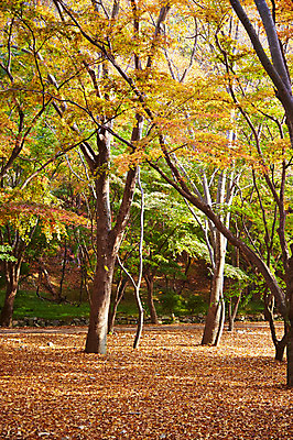 포토 JPG 주간 나무 식물 계절 백그라운드 단풍 낙엽 잎 자연 단풍나무 나뭇잎 풍경 사람없음 야외 가을풍경 가을 숲 전라북도 전라도 내장산 국내포토 자연요소 산 한국 생태계 파일형식 가을_계절