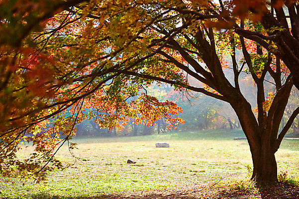 포토 JPG 주간 나무 식물 계절 백그라운드 단풍 잎 자연 단풍나무 나뭇잎 풍경 잔디 사람없음 야외 가을풍경 가을 숲 전라북도 전라도 내장산 국내포토 자연요소 산 한국 생태계 파일형식 가을_계절