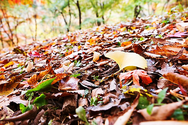 포토 JPG 주간 나무 식물 계절 컬러 백그라운드 단풍 낙엽 잎 자연 단풍나무 나뭇잎 풍경 사람없음 야외 아웃포커스 빨간색 가을풍경 가을 전라북도 전라도 은행잎 내장산 국내포토 자연요소 산 한국 촬영기법 생태계 파일형식 가을_계절
