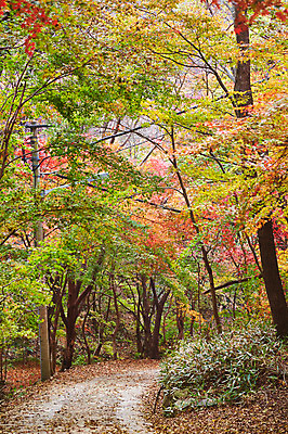 포토 JPG 주간 나무 식물 계절 길 백그라운드 단풍 잎 자연 단풍나무 나뭇잎 풍경 사람없음 야외 가을풍경 가을 숲 전라북도 전라도 내장산 국내포토 자연요소 산 한국 생태계 파일형식 가을_계절