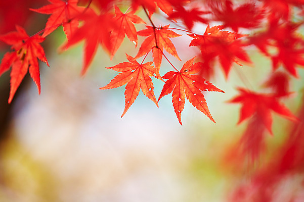 포토 JPG 주간 나무 식물 계절 컬러 백그라운드 단풍 잎 자연 단풍나무 나뭇잎 풍경 근접촬영 사람없음 야외 아웃포커스 빨간색 가을풍경 가을 전라북도 전라도 내장산 국내포토 자연요소 뷰포인트 산 한국 촬영기법 생태계 파일형식 가을_계절