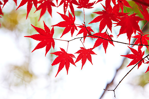 포토 JPG 주간 나무 식물 계절 컬러 백그라운드 단풍 잎 자연 단풍나무 나뭇잎 풍경 근접촬영 사람없음 야외 아웃포커스 빨간색 가을풍경 가을 전라북도 전라도 내장산 국내포토 자연요소 뷰포인트 산 한국 촬영기법 생태계 파일형식 가을_계절