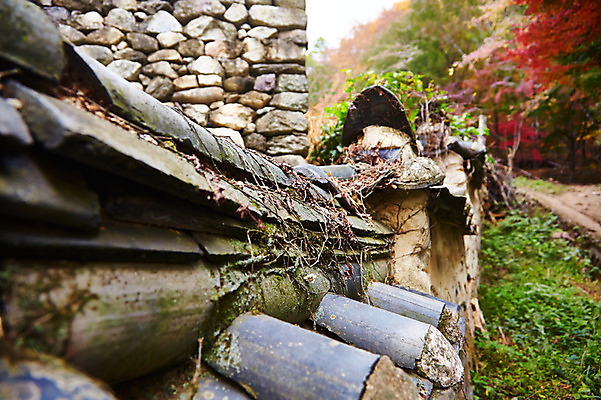 포토 JPG 주간 나무 식물 계절 단풍 잎 자연 단풍나무 나뭇잎 돌담 풍경 사람없음 야외 아웃포커스 담장 가을풍경 가을 전라북도 전라도 내장산 기와지붕 국내포토 자연요소 지붕 산 한국 촬영기법 기와 돌_바위 생태계 파일형식 가을_계절
