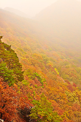 포토 JPG 주간 나무 식물 계절 컬러 백그라운드 단풍 잎 자연 단풍나무 나뭇잎 산 풍경 사람없음 야외 아웃포커스 빨간색 가을풍경 안개 가을 전라북도 전라도 내장산 국내포토 자연요소 날씨 한국 촬영기법 생태계 파일형식 가을_계절