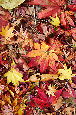 포토 JPG 주간 나무 식물 계절 컬러 백그라운드 단풍 낙엽 잎 자연 단풍나무 나뭇잎 풍경 근접촬영 사람없음 야외 빨간색 노란색 가을풍경 가을 전라북도 전라도 내장산 국내포토 자연요소 뷰포인트 산 한국 생태계 파일형식 가을_계절